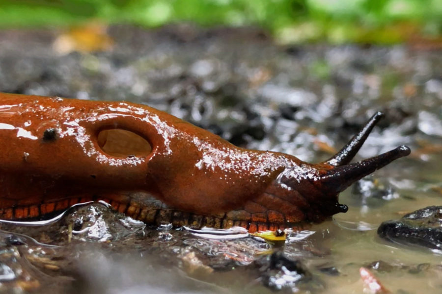 A Slug's Pneumostome - Memories of a Moon Bird